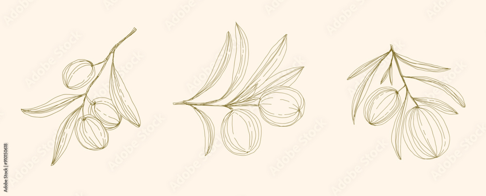 Olive Branch and olive oil logo or olive icon, herbs elements in vector format, floral olive frame and border virgin oil, line drawing olive branch Olive Branch and olive oil logo or olive icon, herbs elements in vector format, floral olive frame and border virgin oil, line drawing olive branch
