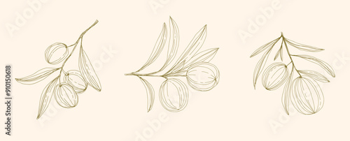 Olive Branch and olive oil logo or olive icon, herbs elements in vector format, floral olive frame and border virgin oil, line drawing olive branch 