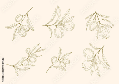 Olive Branch and olive oil logo or olive icon, herbs elements in vector format, floral olive frame and border virgin oil, line drawing olive branch 