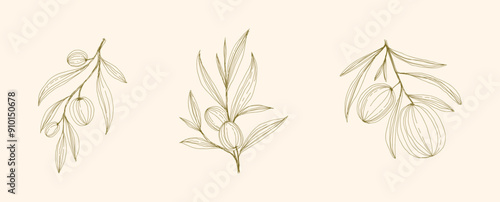 Olive Branch and olive oil logo or olive icon, herbs elements in vector format, floral olive frame and border virgin oil, line drawing olive branch 
