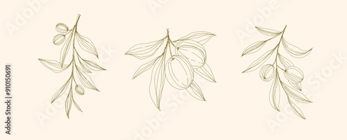 Olive Branch and olive oil logo or olive icon, herbs elements in vector format, floral olive frame and border virgin oil, line drawing olive branch 