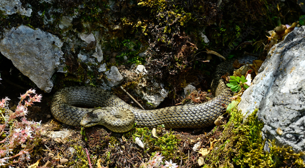 Fototapeta premium Schlingnatter // Smooth snake (Coronella austriaca)