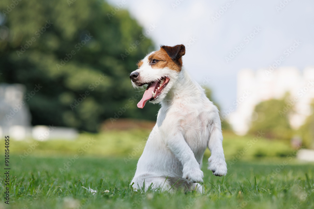 dog of the Jack Russell Terrier jumps and dances in the park on the green grass. dog of the Jack Russell Terrier jumps and dances in the park on the green grass.