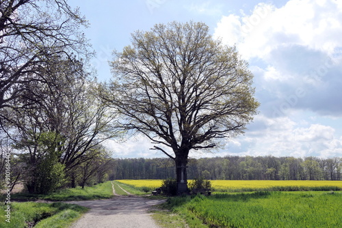 Baum an einem Weg photo