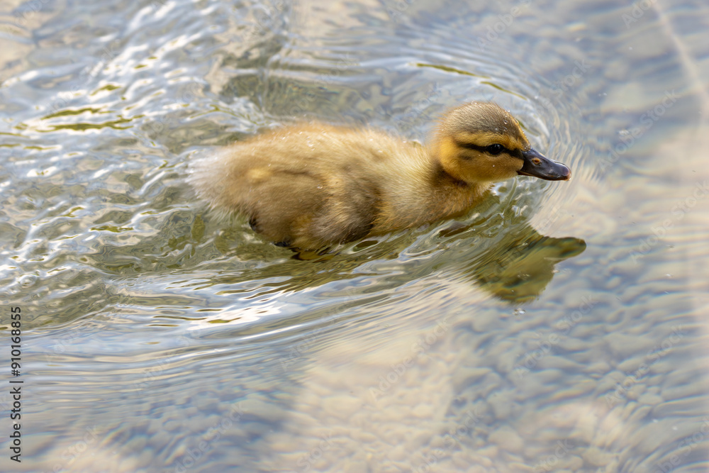 Baby Mallard (Anas platyrhynchos) in English Gardens, Munich, Germany. Common in ponds, lakes, and marshes. Baby Mallard (Anas platyrhynchos) in English Gardens, Munich, Germany. Common in ponds, lakes, and marshes.