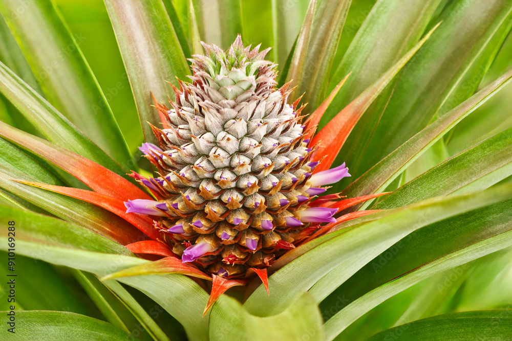 Colorful flowering pineapple in red, pink and purple, growing and ripening in greenhouses at a pineapple farm on Sao Miguel, Azores, Portugal. Colorful flowering pineapple in red, pink and purple, growing and ripening in greenhouses at a pineapple farm on Sao Miguel, Azores, Portugal.