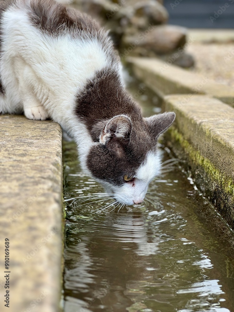 Fototapeta premium A thirsty grey and white cat drinks from a small stream in a garden. The serene setting showcases nature's beauty and the cat's graceful posture, adding a touch of tranquillity to the scene.