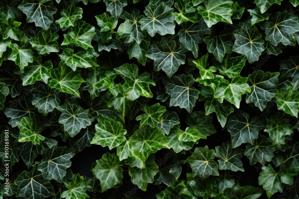 Close-up photograph of Hedera helix (English Ivy) showing a network of green leaves. Close-up photograph of Hedera helix (English Ivy) showing a network of green leaves.
