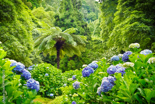 Nature reserve dos Caldeiroes: blue hydrangea flowers on a backdrop of lush green rainforest on Sao Miguel, Azores. Beautiful background texture.