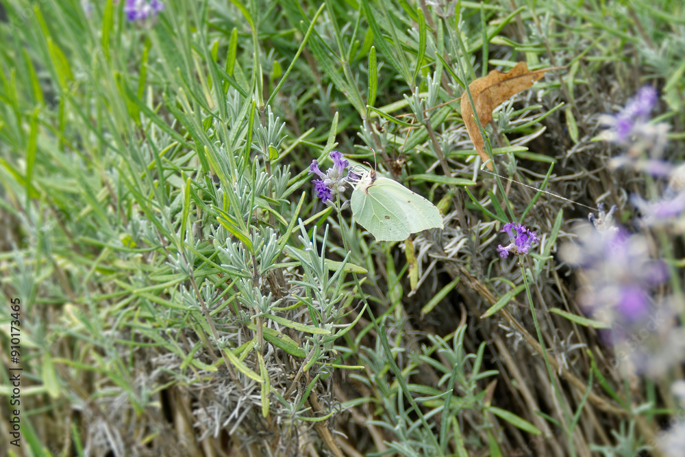 Common brimstone butterfly (Gonepteryx rhamni) sitting on lavender in Zurich, Switzerland