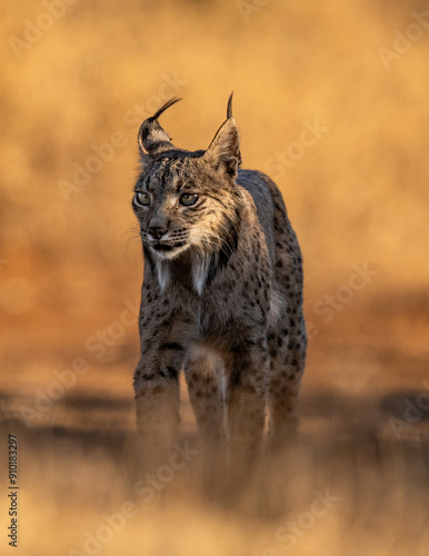 Iberian lynx at sunrise