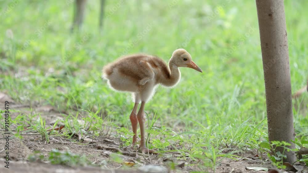 Eastern Sarus Crane and baby (Grus antigone sharpii)conservation birds in Thailand looking for food. Eastern Sarus Crane and baby (Grus antigone sharpii)conservation birds in Thailand looking for food.