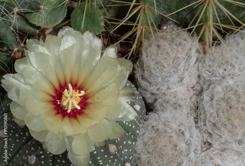 Top view of Yellow flower of Astrophytum asterias (Kabuto cactus) with Mammillaria Plumosa in cactus garden. Cactus flower, Succulent Plant, Copy space, Selective focus. photo