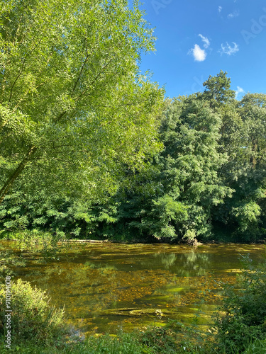 River in the forest