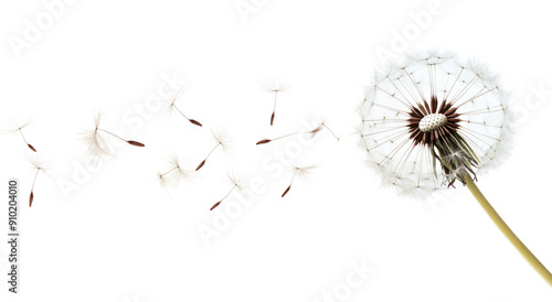 Dandelion flower seeds flying in the wind isolated on a white background © ryanbagoez