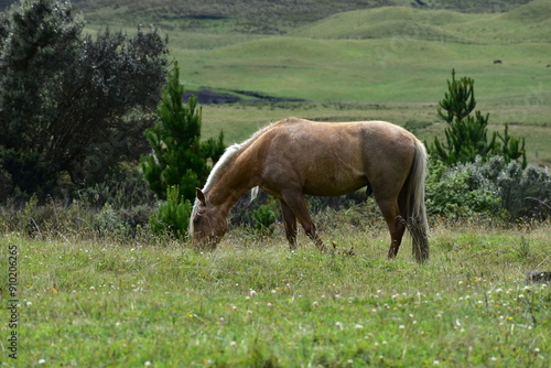 Caballo pastando en un prado abierto verde, lleno de montañas, Caballo de pura sangre