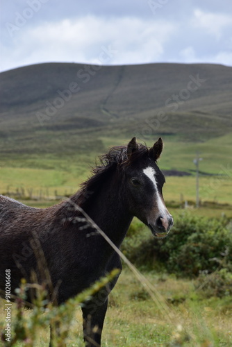 Caballo libre en un prado abierto verde, lleno de montañas, Caballo de pura sangre negro