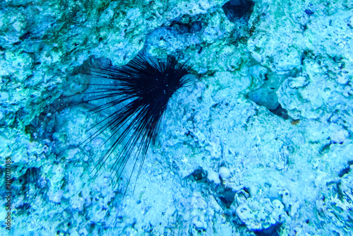 Sea urchin (Diadema setosum) at the Red sea bottom photo