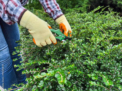 A gardener is carefully trimming a shrub with shears in the garden while wearing protective gloves