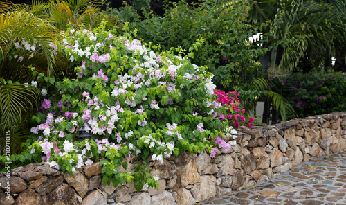 Flowers on the stone path