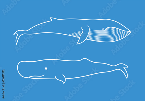 Whale outline. Isolated whale on white background