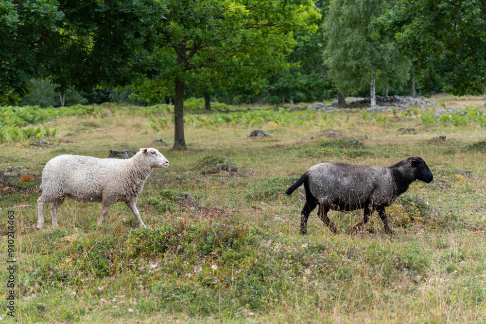 herd of sheep herd of sheep