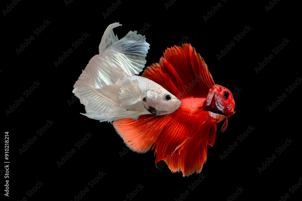 Obraz premium Wallpaper Betta fish fighting