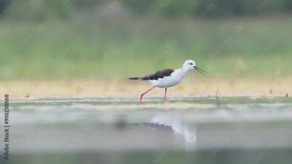 Himantopus himantopus aka Black-winged Stilt is walking in the swamp. Funny wader bird with long red legs. Zicksee, Austria. Himantopus himantopus aka Black-winged Stilt is walking in the swamp. Funny wader bird with long red legs. Zicksee, Austria.