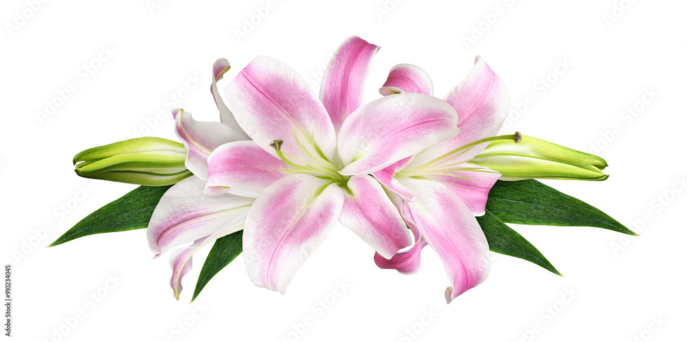 Fototapeta premium Pink lily flowers in a floral arrangement isolated on white or transparent background. Top view.