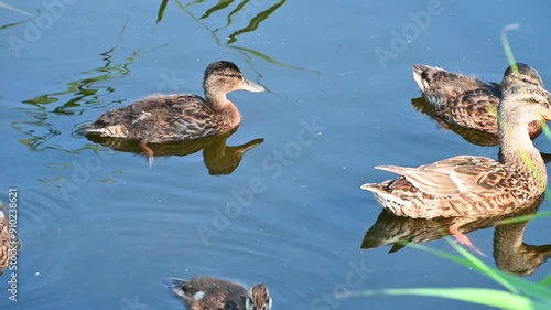 A duck with ducklings swims in a pond. Birds in nature. Wildlife.