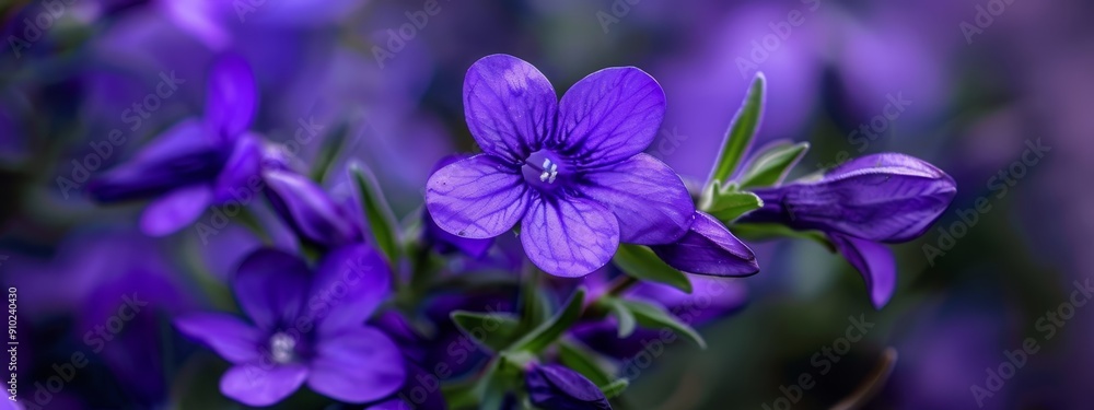 A group of purple blooms in a potted plant, situated before a hazy backdrop A group of purple blooms in a potted plant, situated before a hazy backdrop