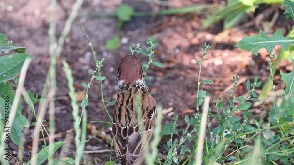 The Eurasian tree sparrow (Passer montanus) eats grass seeds. Birds in nature. The Eurasian tree sparrow (Passer montanus) eats grass seeds. Birds in nature.