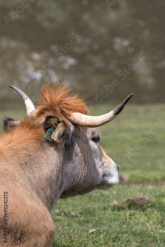 Picos de Europa (Asturias)