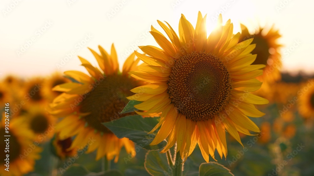 Fototapeta premium Sunflowers in a field of agriculture at sunset. Sunflower landscape flower concept. Field of sunflowers and flowers. Aerial lifestyle view of fields of sunflowers and flowers in agriculture at sunset.