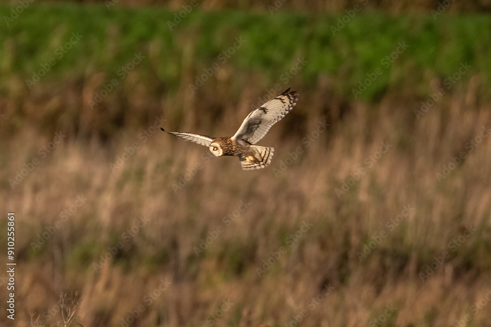 Short-Eared Owl hunting over golden brown fields in afternoon light