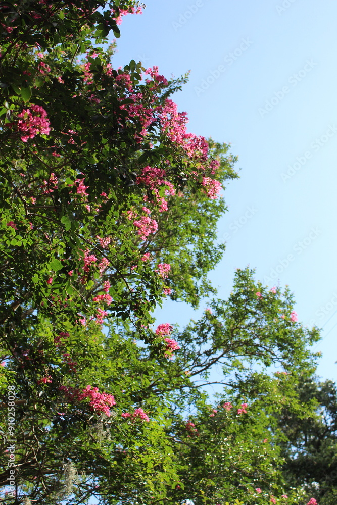 Tree with flowers Tree with flowers