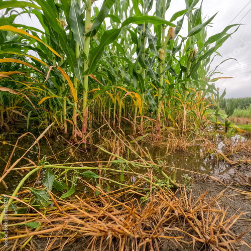 Wallpaper Mural Flooded Cornfield with Damaged Corn Crops. Sad looking damaged corn crop plants in an agricultural field. The plants have fallen to the ground and are dead due to flooding and extreme weather. Torontodigital.ca