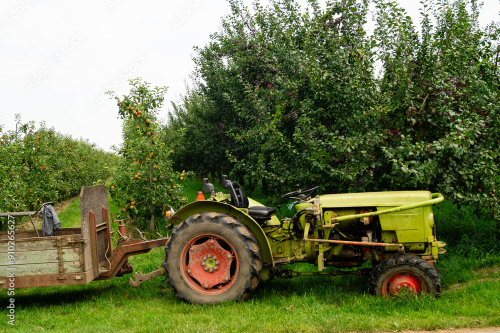 Erntezeit der Früchte im Alten Land in der Nähe von Hamburg Erntezeit der Früchte im Alten Land in der Nähe von Hamburg