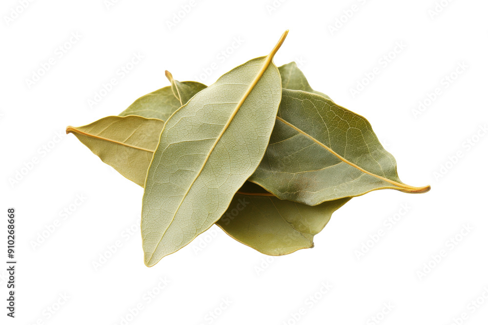 Fresh bay leaves arranged in a small pile. PNG image Fresh bay leaves arranged in a small pile. PNG image