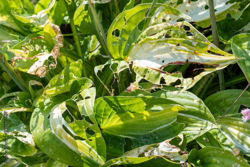 Garden plant attacked by slugs and snails leaving holes in the leaves. Gardening and horticulture pest image. photo