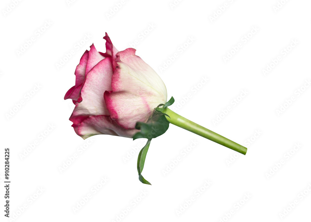Red rose side view. Beautiful single light flower on stem transparent. Natural object for design to Valentines Day, mother Day, anniversary, wedding Red rose side view. Beautiful single light flower on stem transparent. Natural object for design to Valentines Day, mother Day, anniversary, wedding