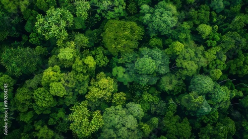 Lush green forest canopy from above. An aerial view of a dense, verdant forest canopy, showcasing the vibrant green hues of nature.