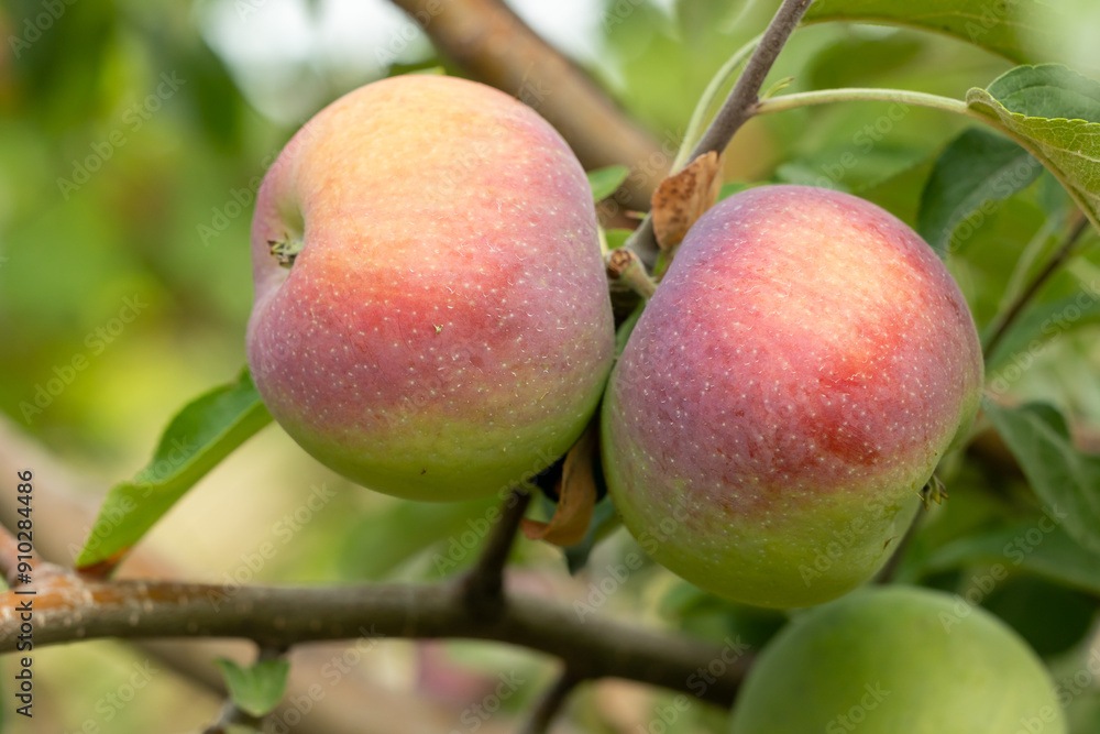 Two red ripe apples on a branch of an apple tree in the garden Two red ripe apples on a branch of an apple tree in the garden