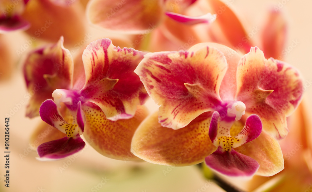 Fototapeta premium Peloric Phalaenopsis Orchid Sogo Yellowtris