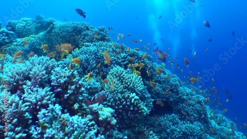Wallpaper Mural The camera pans along the top edge of a coral reef among vibrant corals and schools of exotic fish. Ahead, plumes of divers' bubbles rise from the depths. Torontodigital.ca