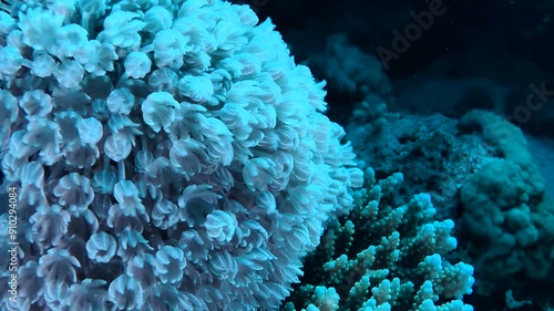 Close-up of a colony of White pulse soft coral (Heteroxenia fuscescens). photo