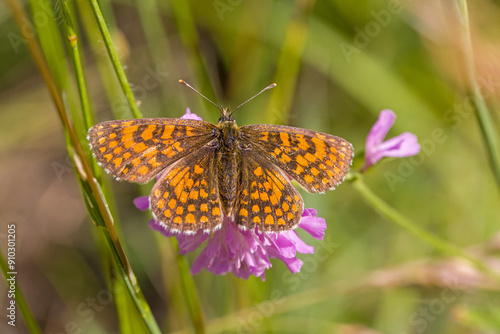 top view of an orange brown butterfly with open wings called Heath fritillary on a pink flower and green blurred background photo