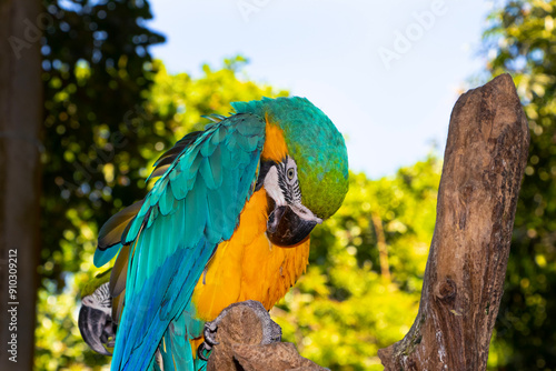 Macaw  bowing