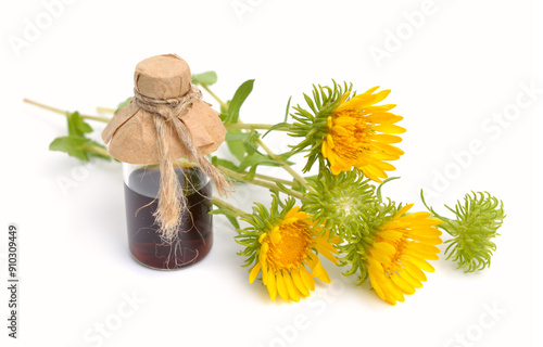 Grindelia squarrosa, also known as a curly-top gumweed or curlycup gumweed. photo