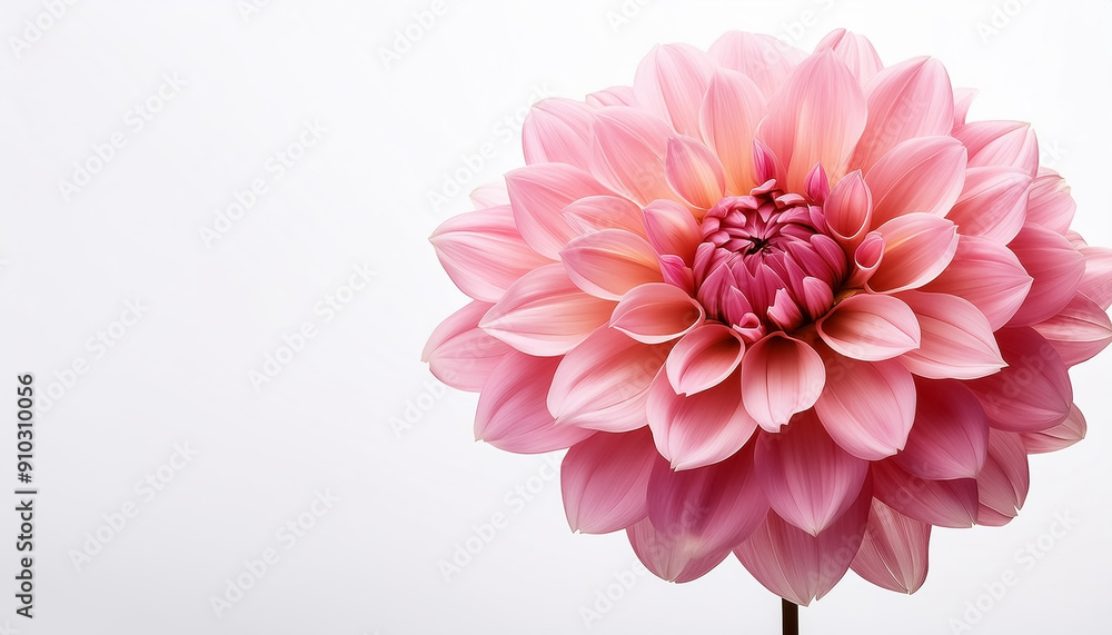 Blooming pink flower of a dahlia isolated on white background, close-up in studio Blooming pink flower of a dahlia isolated on white background, close-up in studio